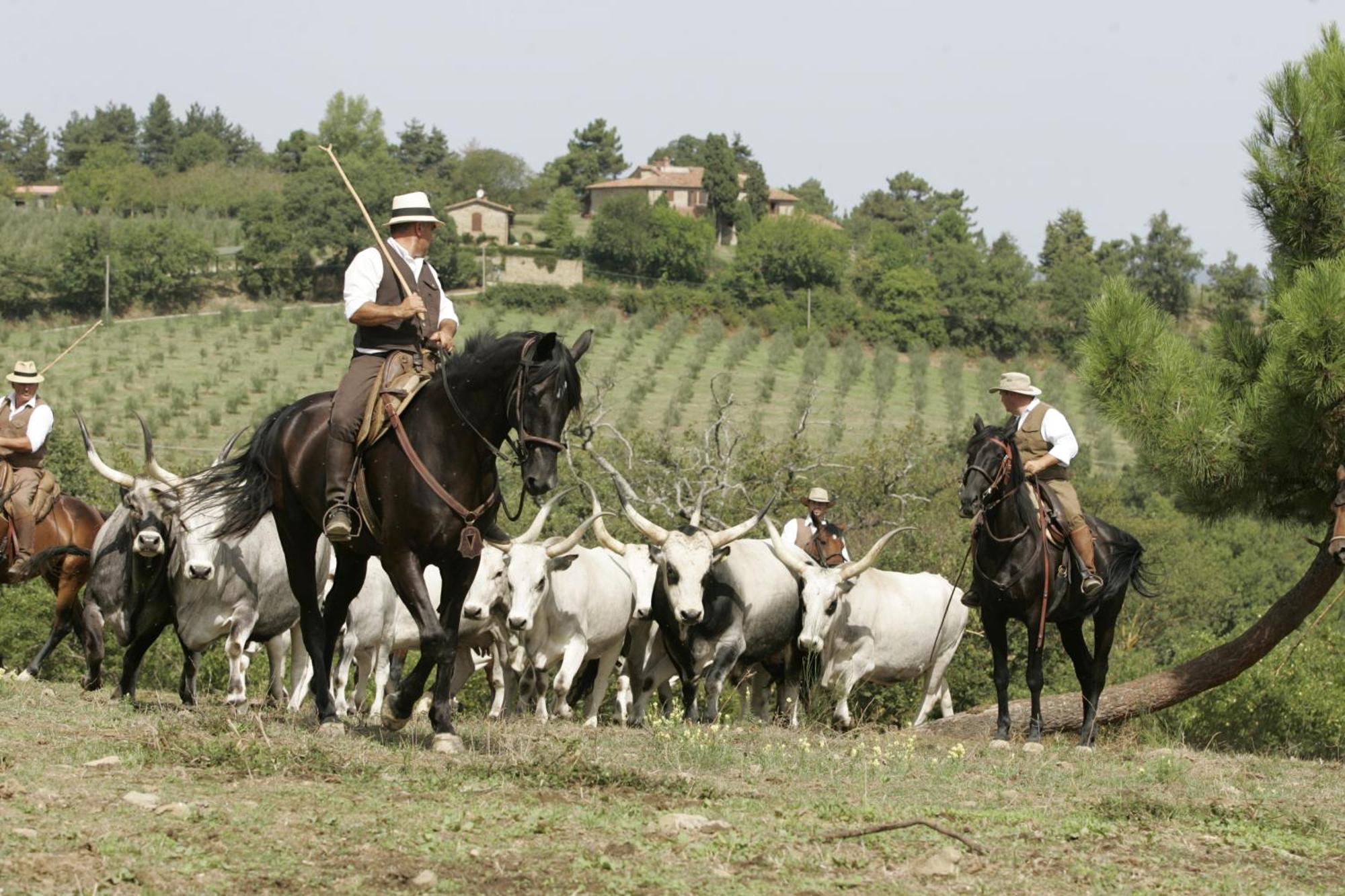Agriturismo La Forra Cavriglia Exterior foto